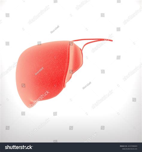 Human Liver Cross Section Anatomy Medical Stock Illustration 2237290043