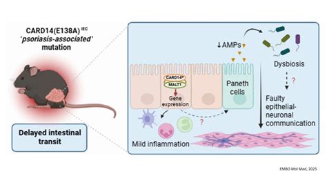Card14 Signaling In Intestinal Epithelial Cells Induces Intestinal
