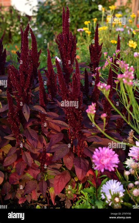 Red Amaranth Flowers In The Summer Garden Beautiful Flowers