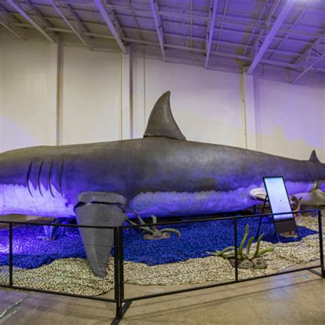 Megalodon Shark Compared To Killer Whale