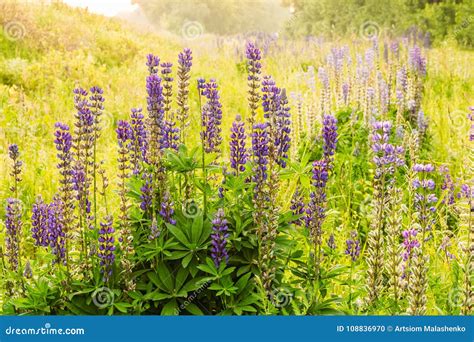 Beautiful Bush Lupine Plants With Flowering Concrete Stock Photo