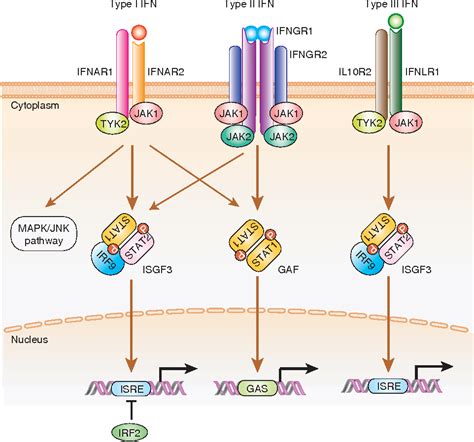 Figure 1 From The Interferon Ifn Class Of Cytokines And The Ifn Regulatory Factor Irf