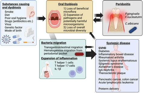 Frontiers Impact Of Oral Microbiota On Pathophysiology Of GVHD