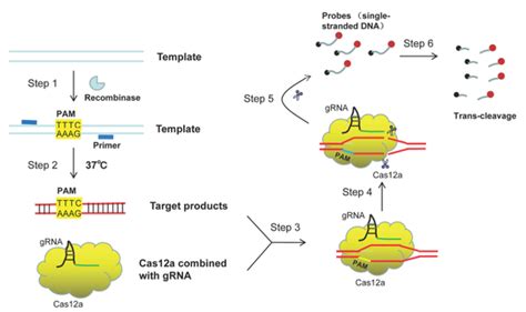 影响因子9043丨分享一种基于rpa Crisprcas12a的mcr 1检测方法 知乎