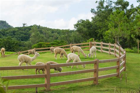 Facts About Alpacas Live Science