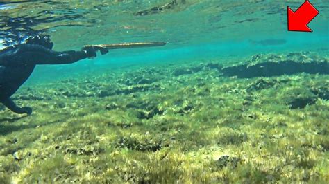 Ense O A Un Principiante Ha Hacer Pesca Submarina En Poca Profundidad