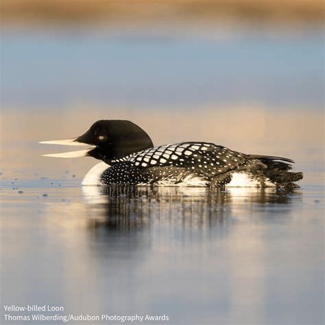 National Audubon Society - Can you ID this guy? He was taken by