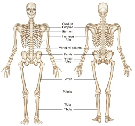 human body (bones) Diagram | Quizlet