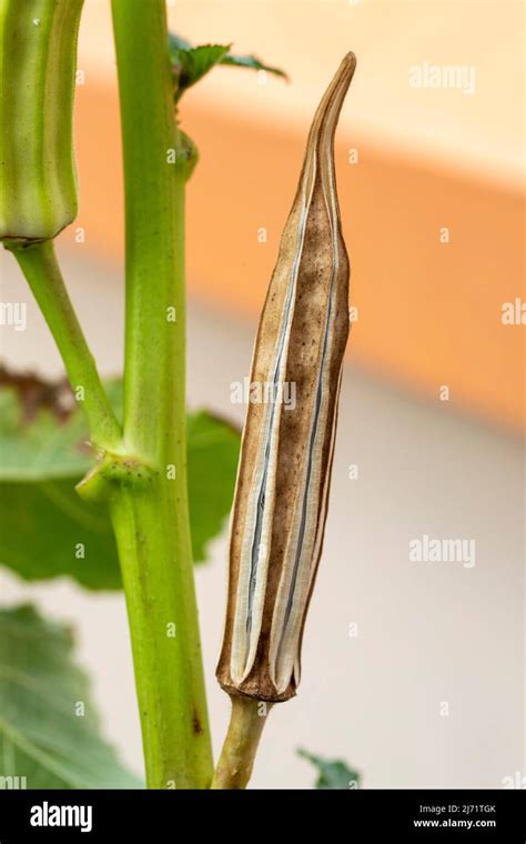 Dry Okra Abelmoschus Esculentus Seed Pod On Tree Stock Photo Alamy