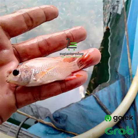 Jual Bibit Ikan Nila Ukuran Korek Gas Shopee Indonesia