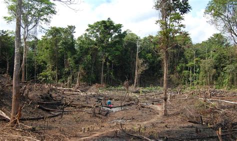 Al menos 40 000 hectáreas de bosques han sido invadidas en Indio Maíz