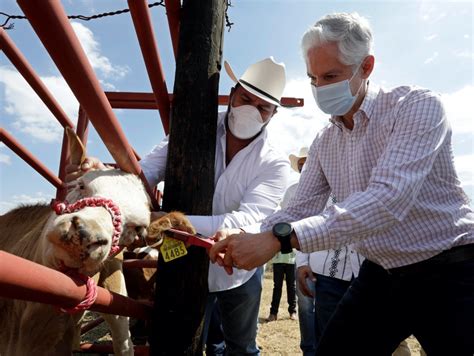 Inician campaña de aretado de ganado para combatir abigeato en Edomex