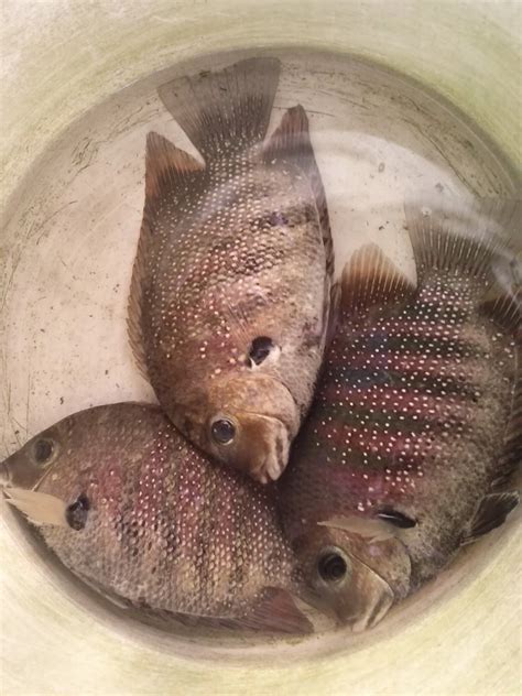 Pr Mangalore Sea Fish And Crab