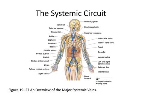 Ppt The Systemic Circuit Powerpoint Presentation Free Download Id