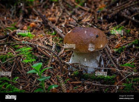 Boletus In Spruce And Pine Tree Forest In Summer Hot Wet Day Stock Photo Alamy
