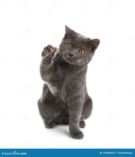 Adorable Grey British Shorthair Cat Stock Image - Image of hair, mammal