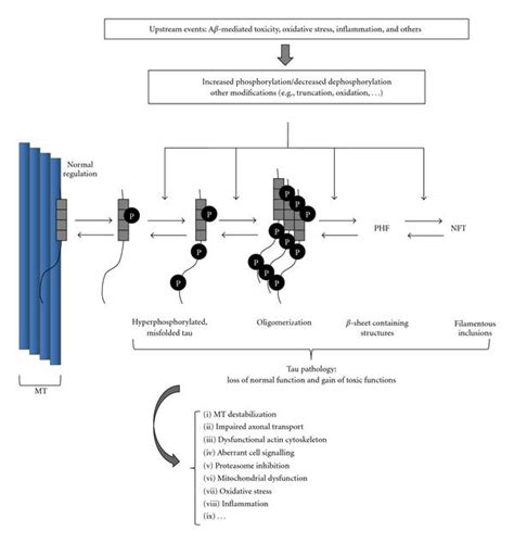 Chain Of Events Involved In The Onset And Propagation Of Tau Pathology