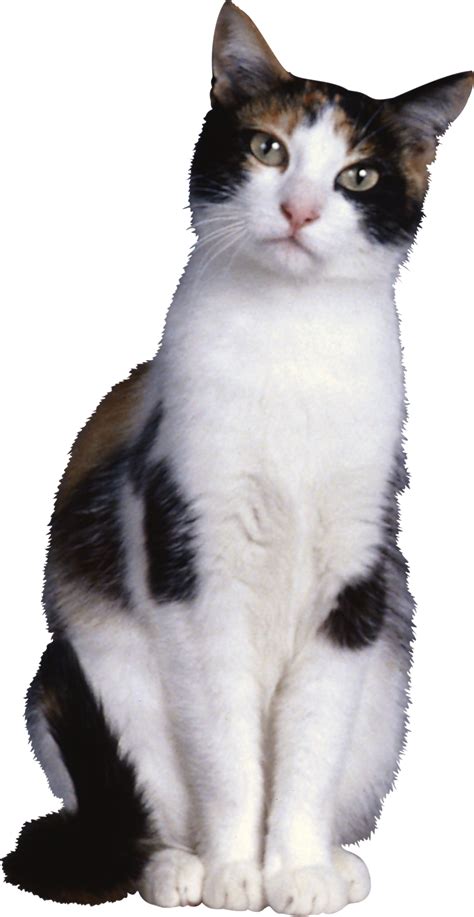 Silueta De Gato Png