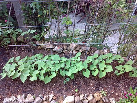 Backyard Gardening: Green Beans Trellis