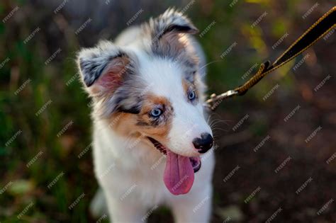 Australian Shepherd Puppies With Blue Eyes