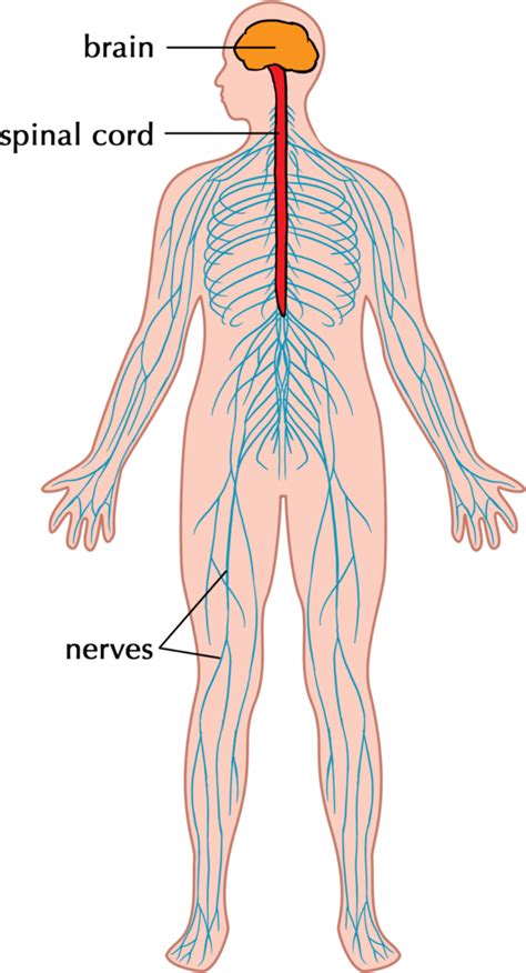 Circulitory System Nervous System Diagram Simple Nervous Sys