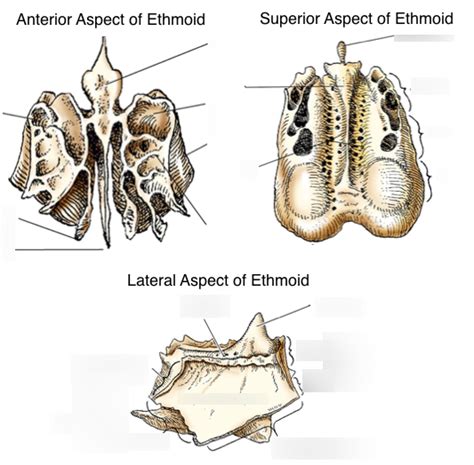 RTCA 141 Module 11 Skull Ethmoid Bone Diagram Quizlet