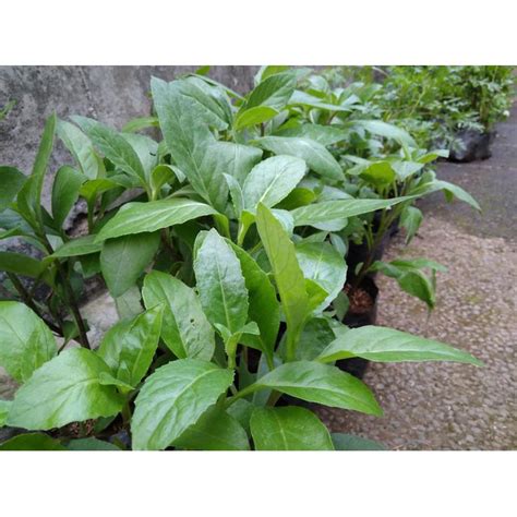 Jual BIBIT TANAMAN DAUN SAMBUNG NYAWA POHON SAMBUNG NYAWA OBAT