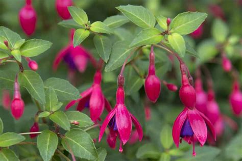 Fuchsia Brutus Bbc Gardeners World Magazine