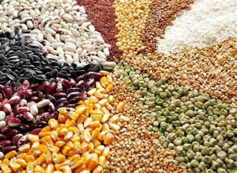 Grains, Cereals and Legumes – NOOR ALMAJLIS TRADING L.L.C