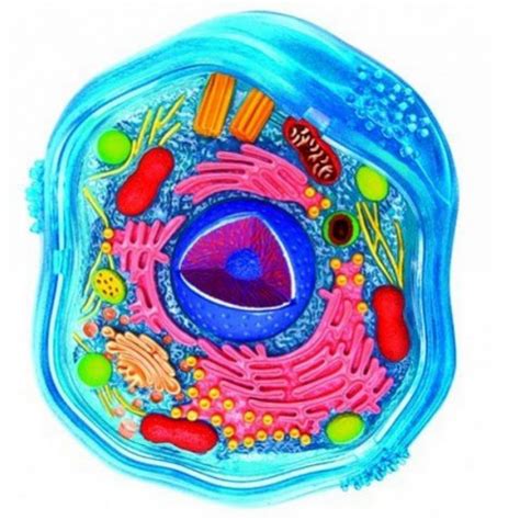 As Células São Quase Sempre Microscopias - As Células São Quase Sempre Microscópicas - RETOEDU