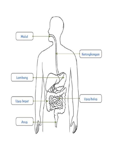 Pencernaan Manusia Pdf