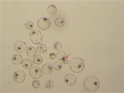 Hatched and hatching (arrow) blastocysts 48 h after warming and ...