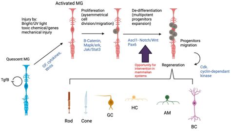 Cells Free Full Text Insights On The Regeneration Potential Of