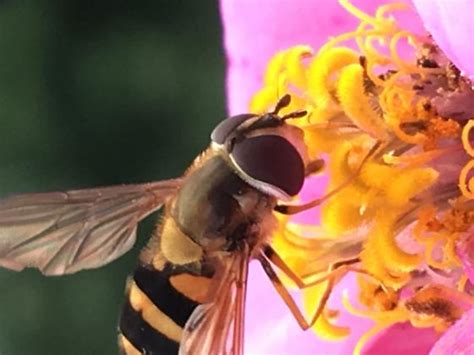 Hoverfly Epistrophe Grossulariae Bugguide Net