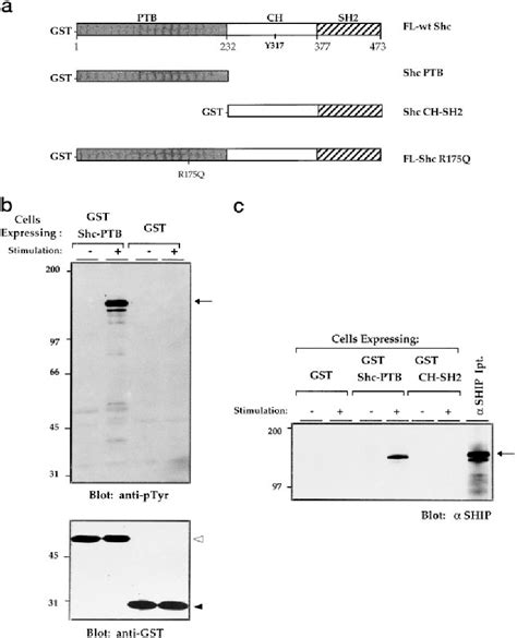 Figure From Shc Interaction With Src Homology Domain Containing