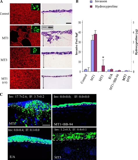 Mt1 Mmp Mediated Collagen Degradation Regulates Invasive Activity A