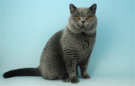 Brazilian Shorthair cat breed