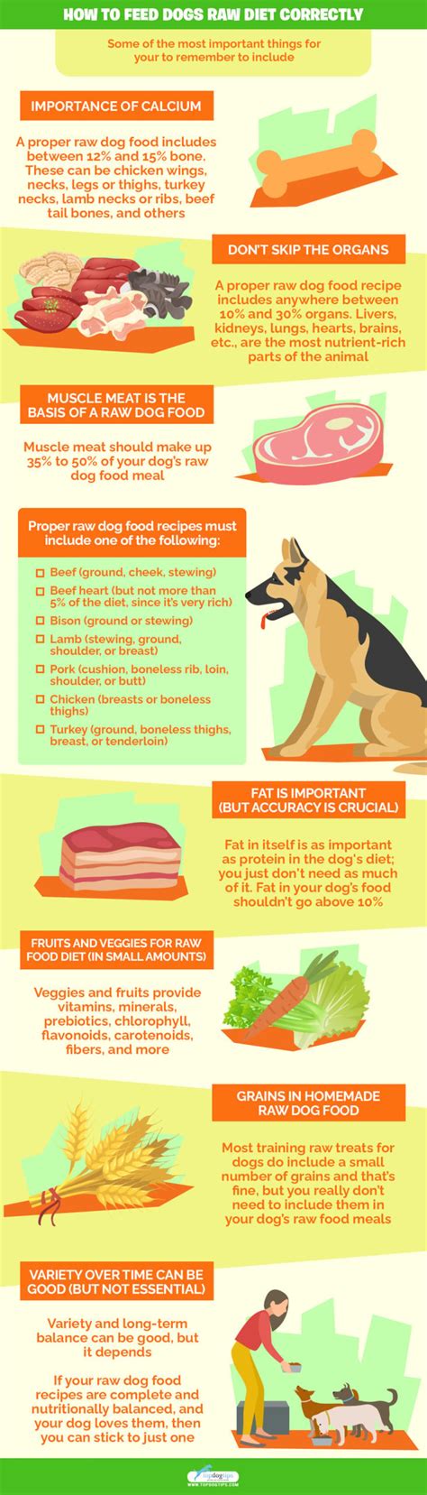 7 Best Raw Dog Food Recipes for Beginners (And How to Feed Raw Diet)