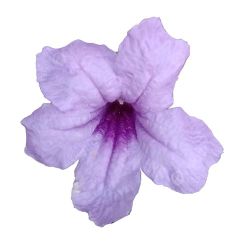 Lindas Flores Roxas Png Flor Roxa Flor Flor Transparente Imagem Png