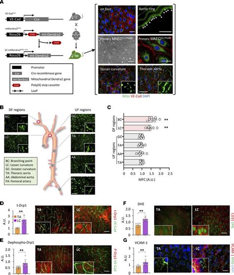 Jci Insight Flow Patterndependent Mitochondrial Dynamics Regulates