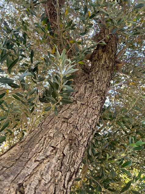 Olive Tree Detail Free Stock Photo - Public Domain Pictures
