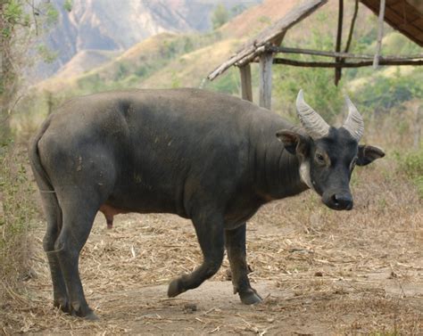 Tamaraw Alchetron The Free Social Encyclopedia