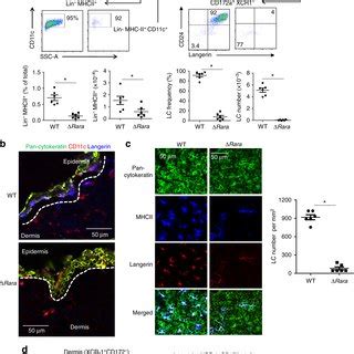 LC development requires RARα a Frequency of langerin cells in the