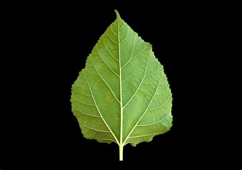 Isolated Front Mulberry Leaf With Clipping Paths Stock Photo