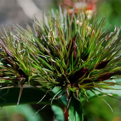 Le Dianthus Barbatus Oeschberg Des Bouquets De Fleurs Rouge Carmin