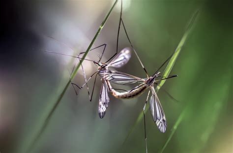 Insects Flies Copulation Free Photo On Pixabay Pixabay