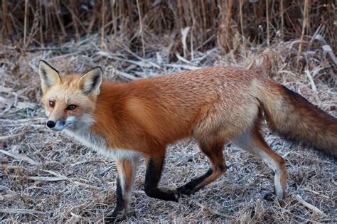 Foxes roam on Sea Isle City beaches (not coyotes ...