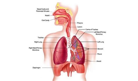 The Respiratory System Diagram Quizlet