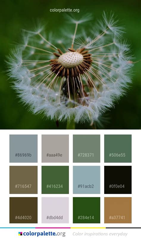 Flower Plant Dandelion Color Palette