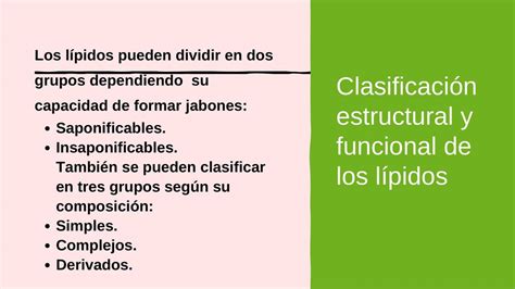 Clasificación Estructural Y Funcional De Los Lípidos Maryuri Lisbeth Udocz